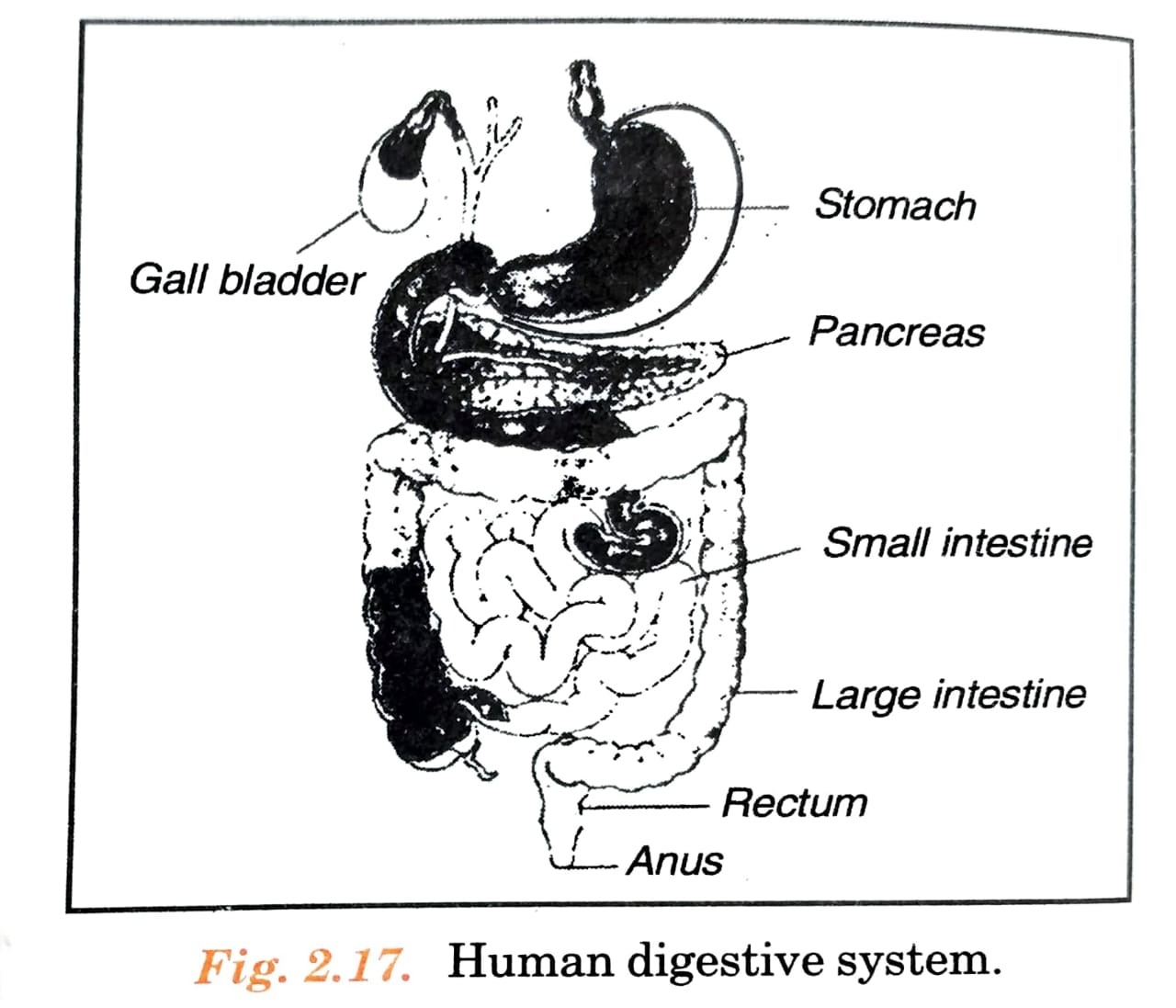 Human digestive system