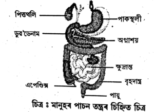Class 7 Science Assamese