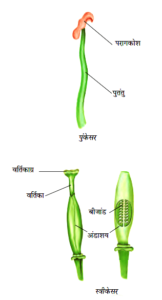 Class 7th Science Chapter 12 – पादप में जनन