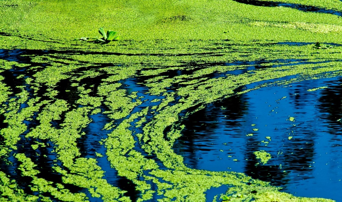Harmful algae zone in Shenandoah River expanded, Virginia Department of  Health says