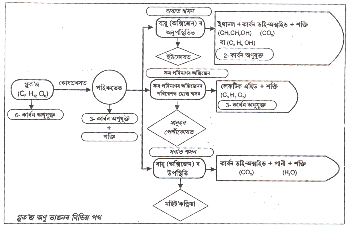 Class 10 Science