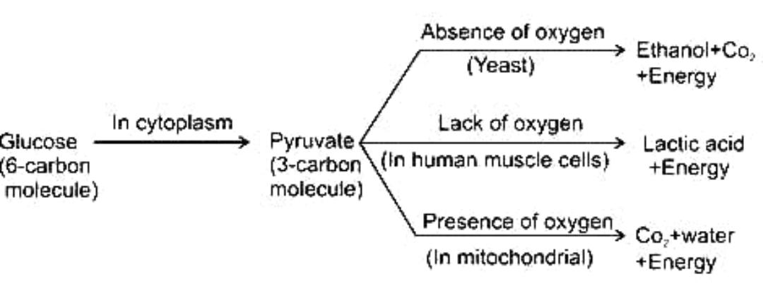 Class 10 Science 