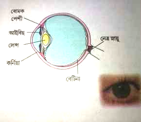 class 8 science
